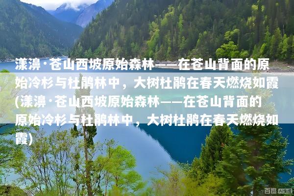 漾濞·苍山西坡原始森林——在苍山背面的原始冷杉与杜鹃林中，大树杜鹃在春天燃烧如霞(漾濞·苍山西坡原始森林——在苍山背面的原始冷杉与杜鹃林中，大树杜鹃在春天燃烧如霞)