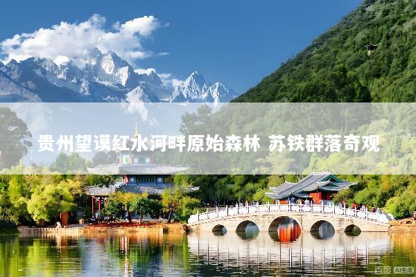 贵州望谟红水河畔原始森林 苏铁群落奇观